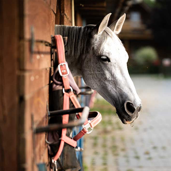 Pensjonat dla koni i treningi w JKS Olsza