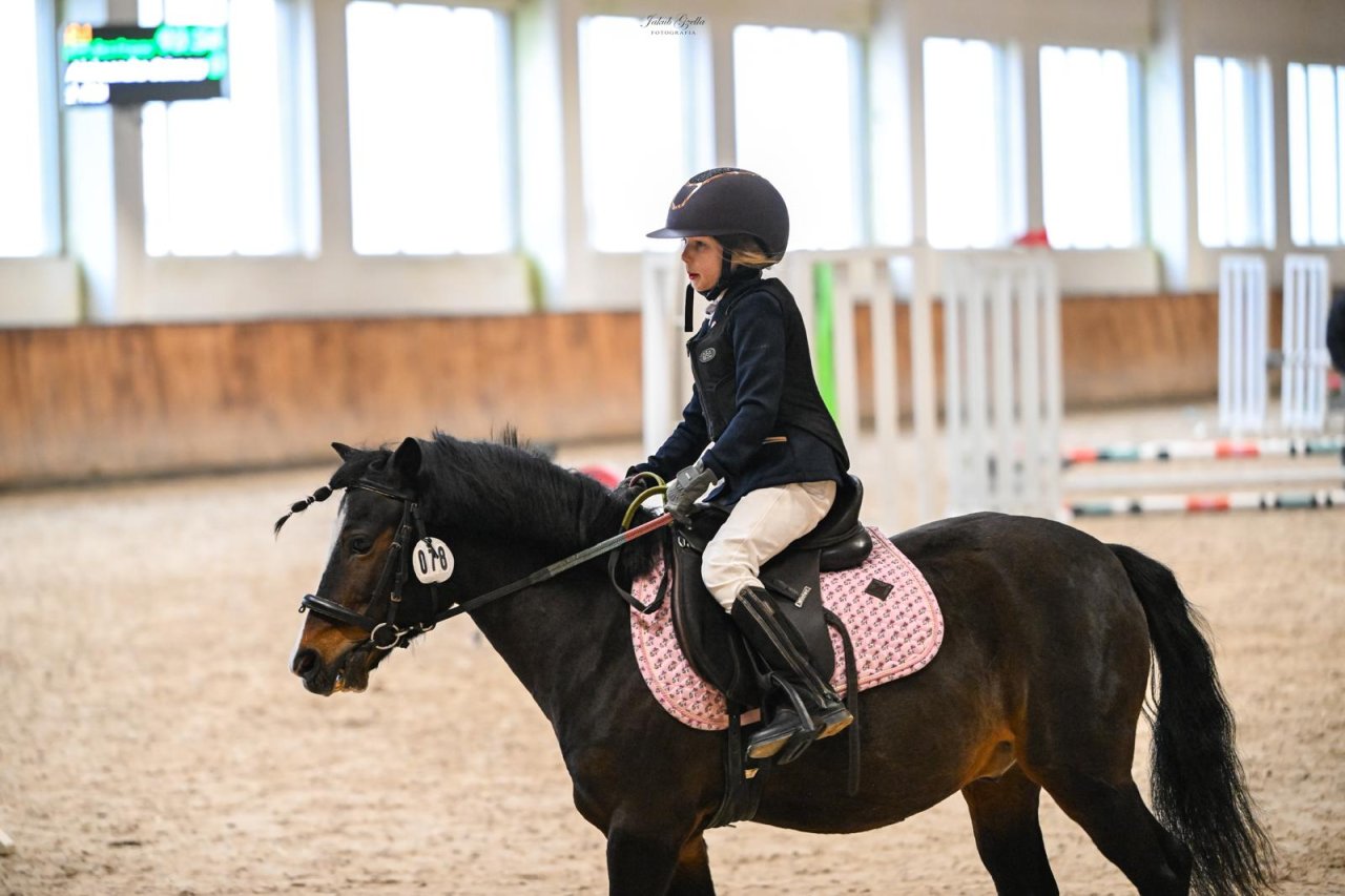 Kucyk Santino uczy kolejne pokolenie jeźdźców.